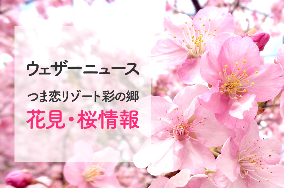 桜の最新開花情報